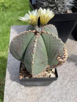 Astrophytum myriostigma